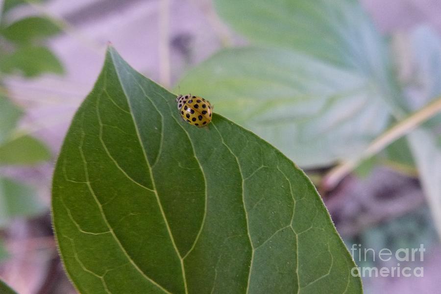 A Ladybug Photograph by Jean Bernard Roussilhe
