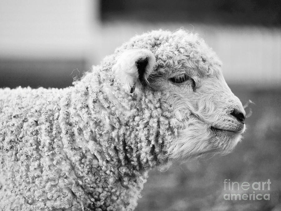 A Lamb in March Photograph by Rachel Morrison