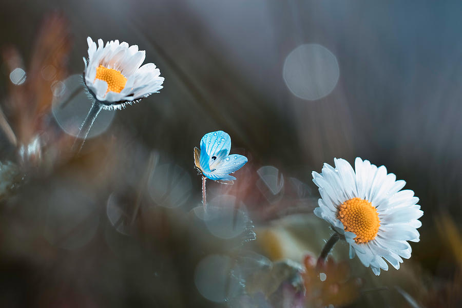 Flower Photograph - A Land Where Everything Can Happen by Fabien Bravin