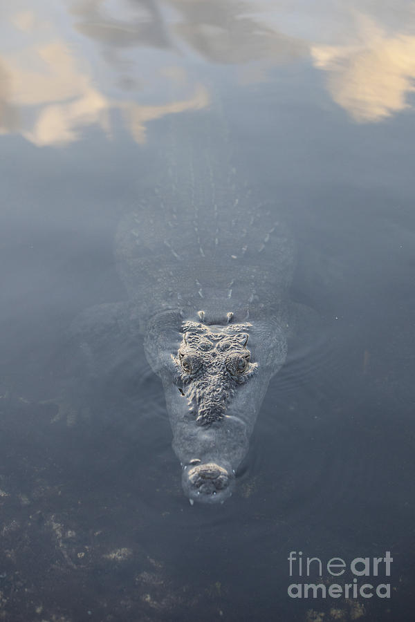 A Large American Crocodile Surfaces Photograph