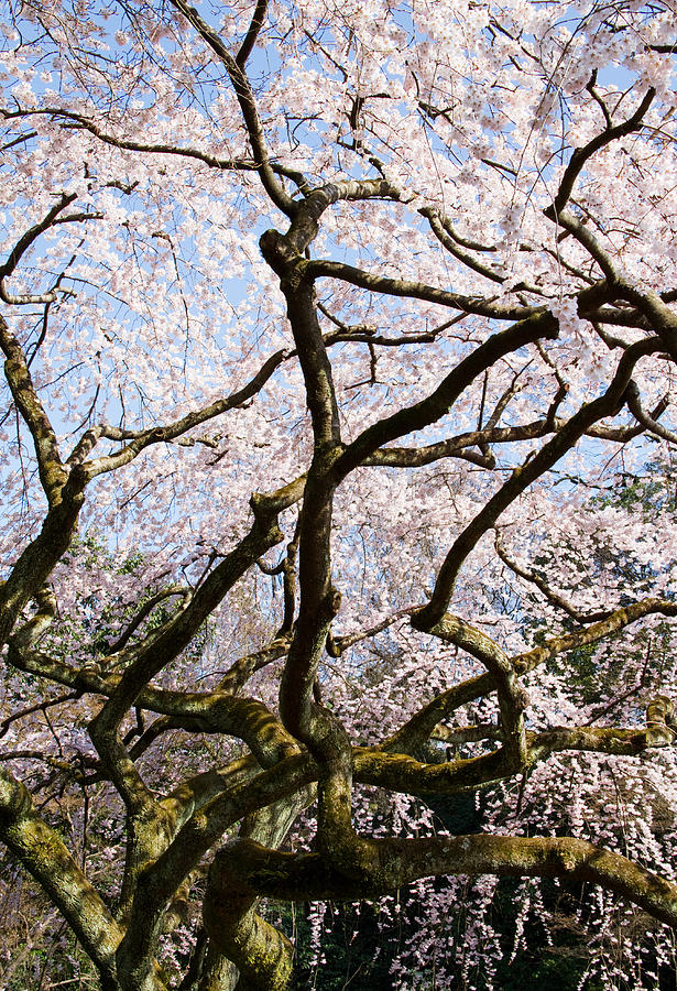 A large cherry blossom tree Photograph by Lise-Lotte Larsson - Fine Art ...