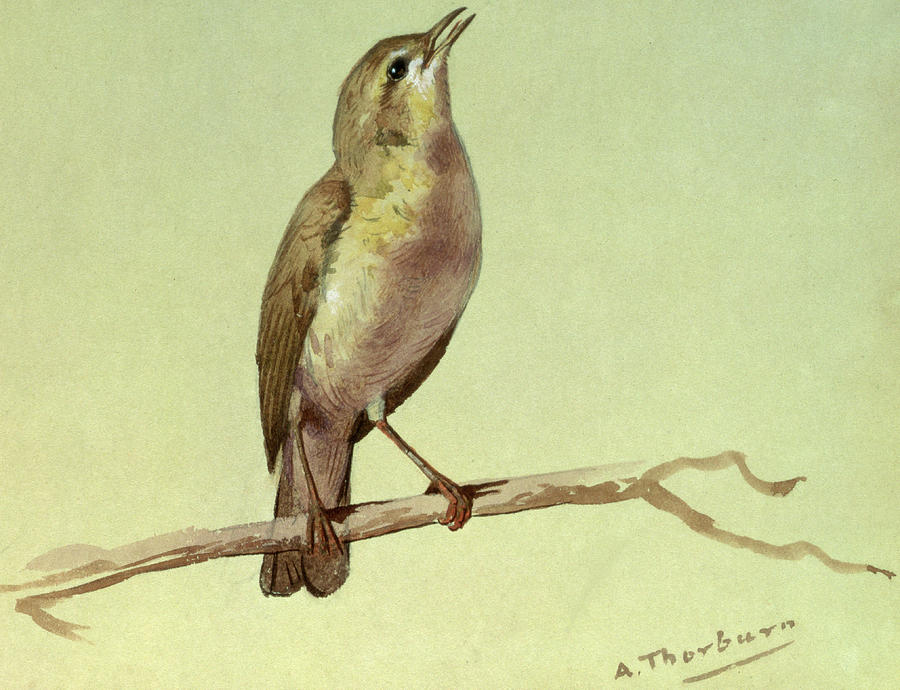 A Lark Painting by Archibald Thorburn