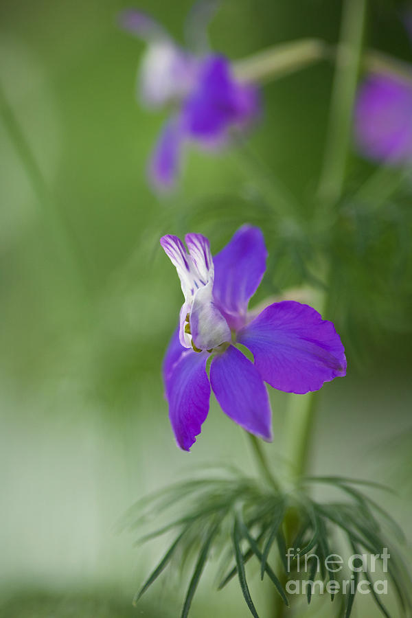 A Larkspur Flower Photograph by Rachel Morrison