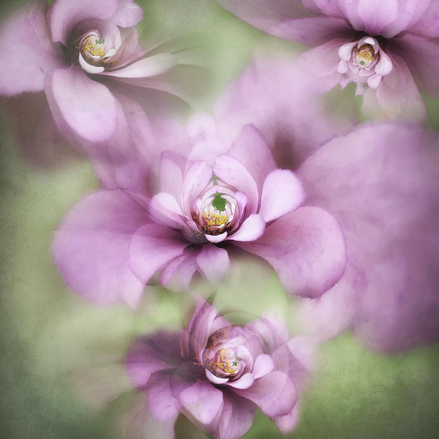 A lavender dream. Photograph by Usha Peddamatham