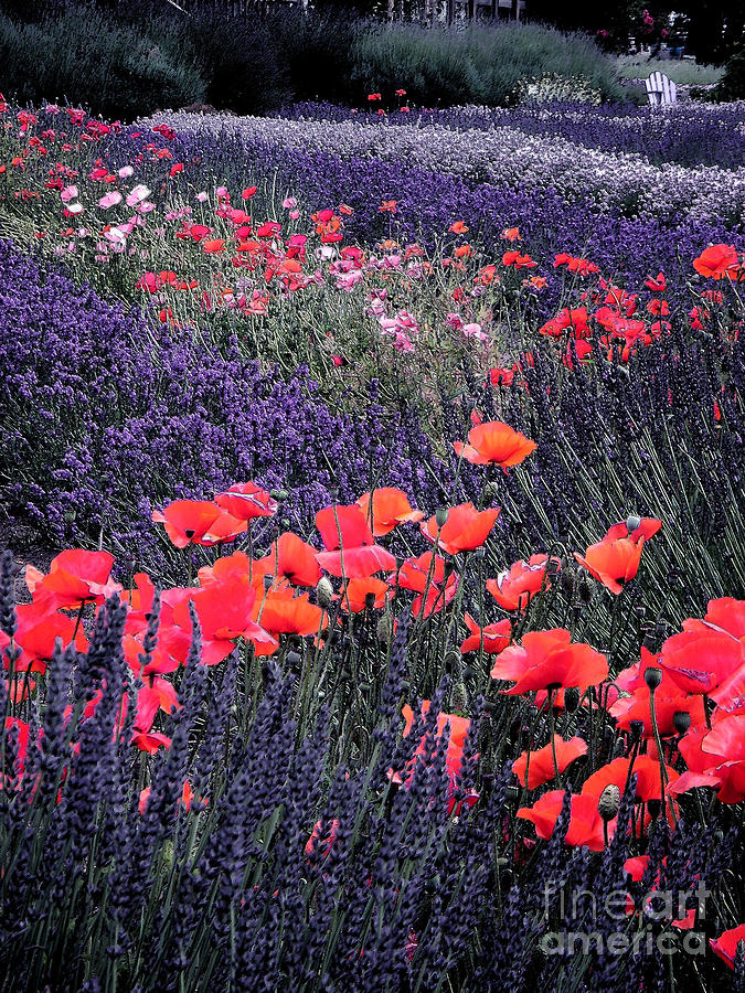 Flower Photograph - A Lavender Poppy Heaven by Delorse Lovelady