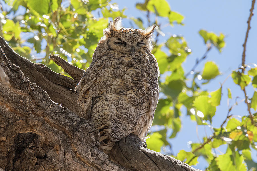 A Lazy Day Owl Photograph by Tony Hake