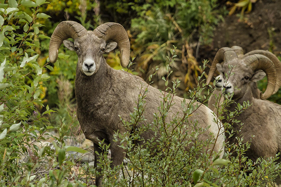 A Leader Among Sheep  Photograph by Belinda Greb