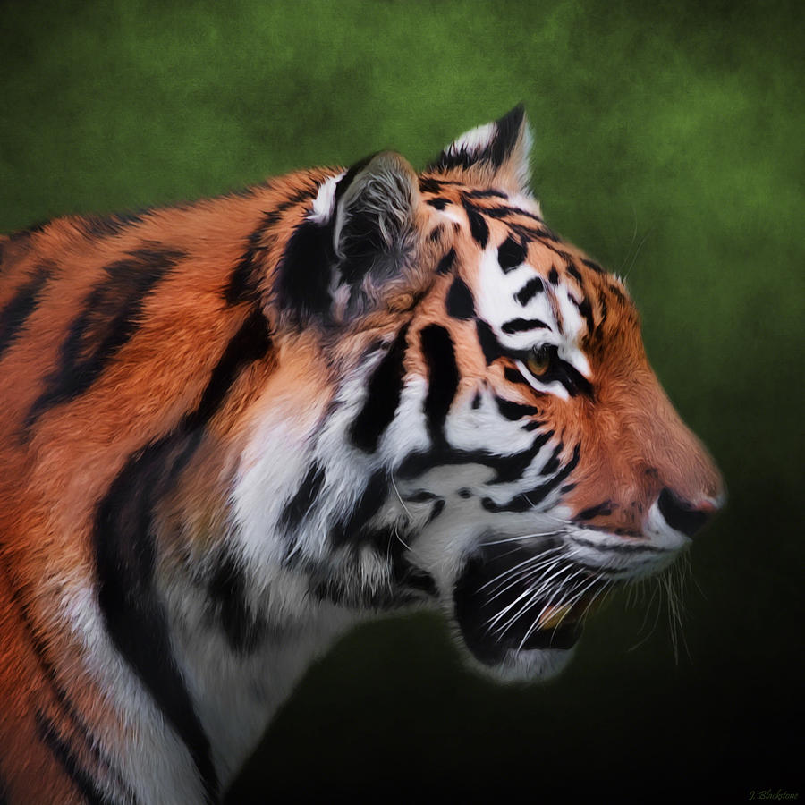 A Leader - Siberian Tiger Art  Painting by Jordan Blackstone