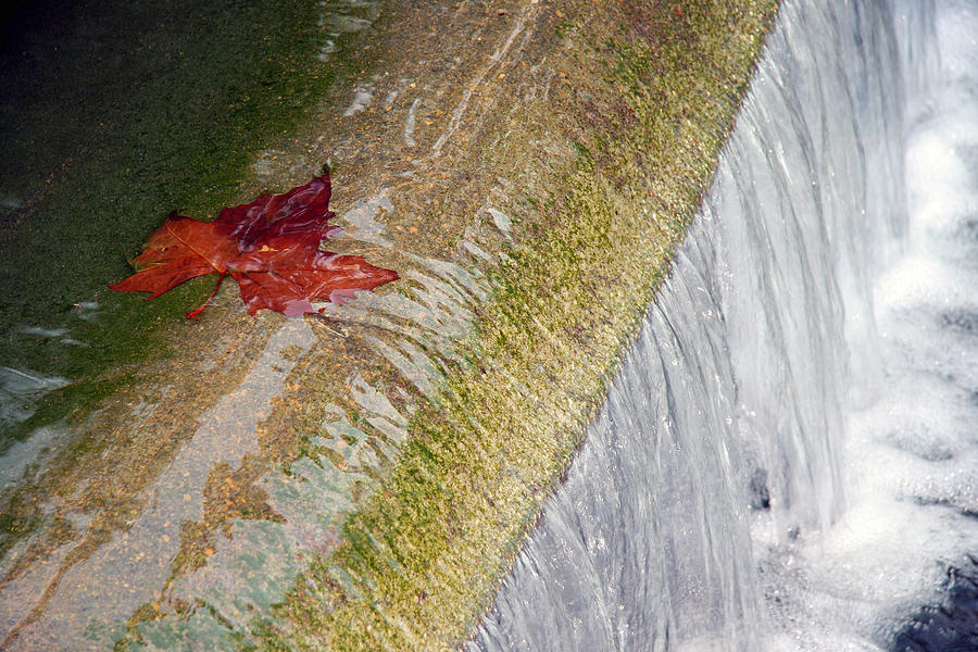 Fountain Photograph - A Leaf About To Fall by Cora Wandel