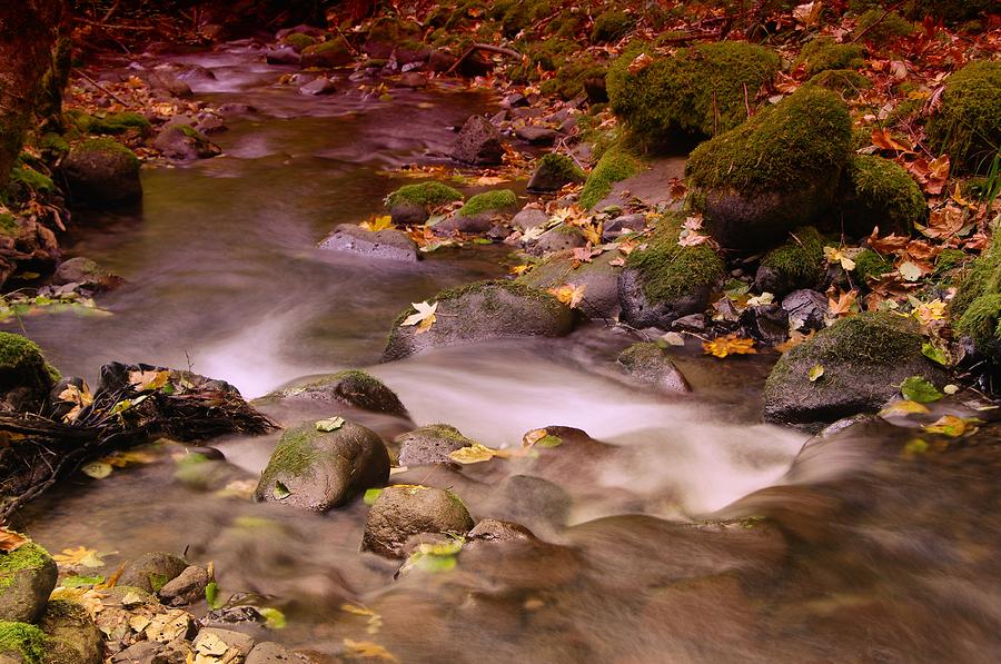 A leaf dappled stream Photograph by Jeff Swan