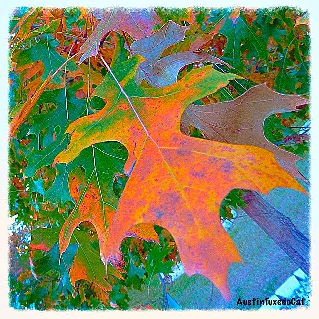 Nature Photograph - A #leaf From A #beautiful #redoak by Austin Tuxedo Cat