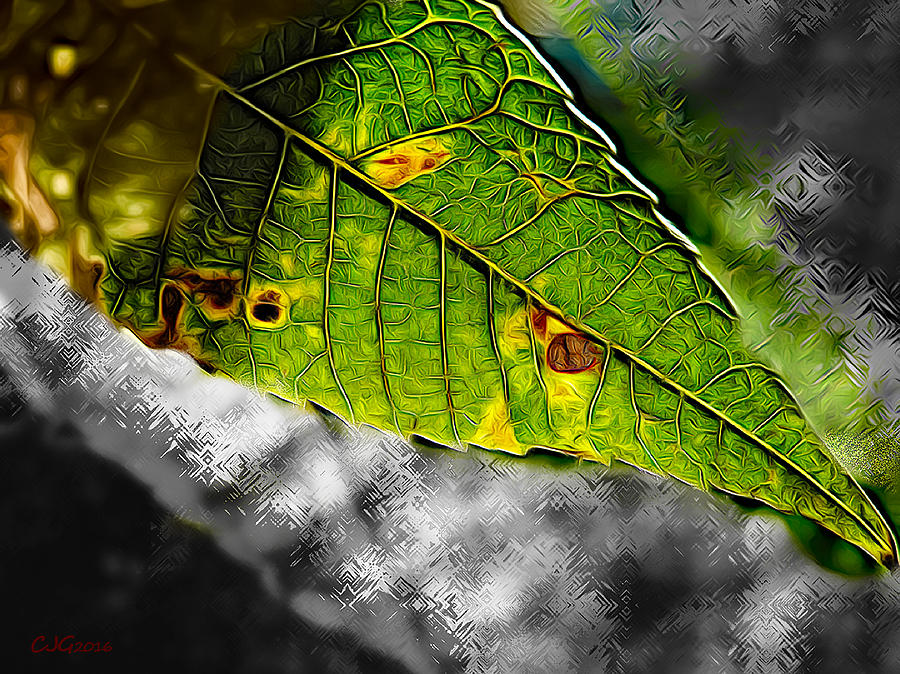 Nature Photograph - A Leaf from a Tree by Cj Grant