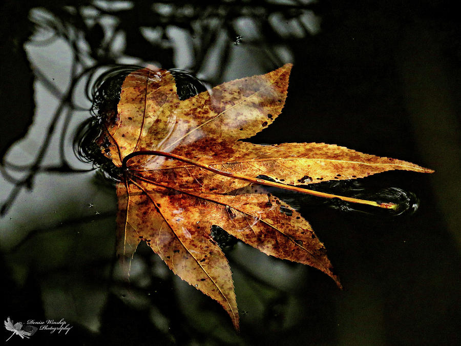 A Leaf in Fall Photograph by Denise Winship