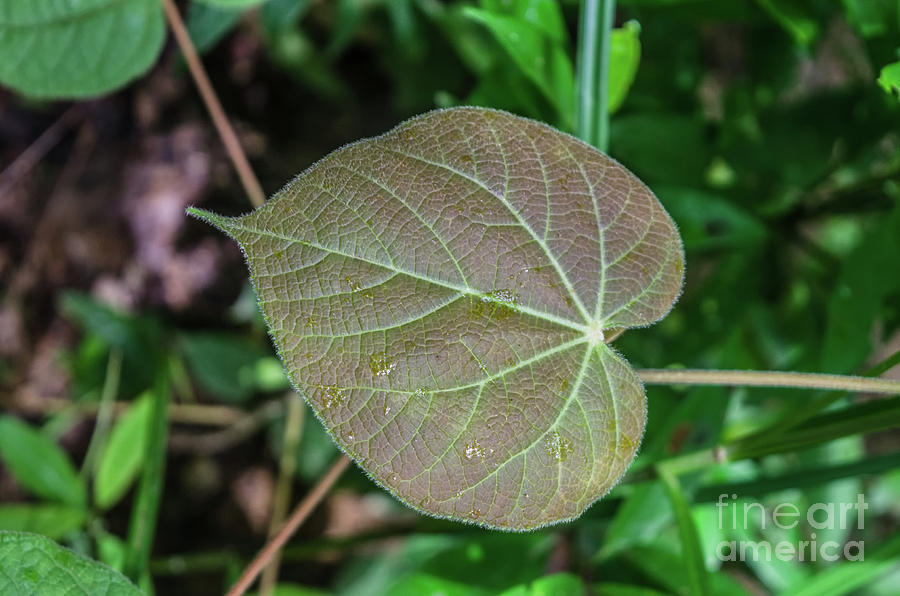 A Leaf In The Jungle Photograph by Michelle Meenawong