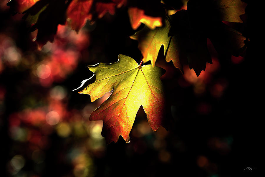 A Leaf Photograph by Leland D Howard