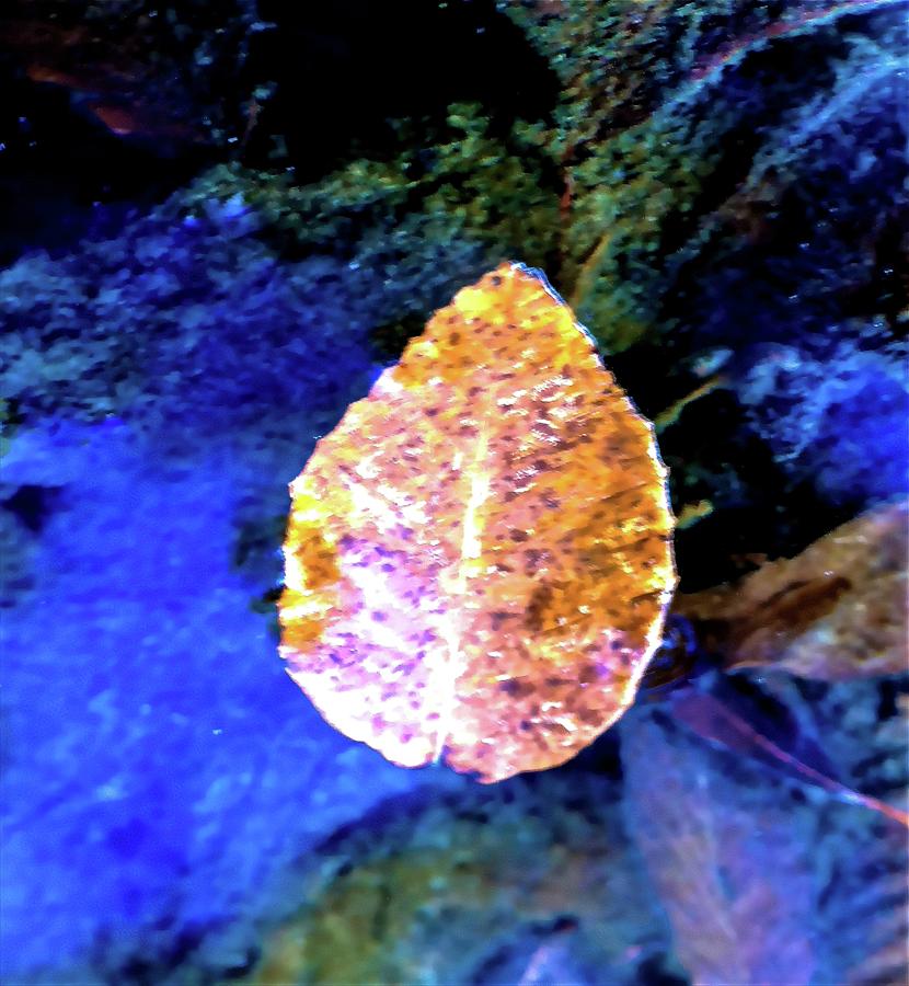 Nature Photograph - A Leaf Loose in the Creek by Tom Horsch Photography