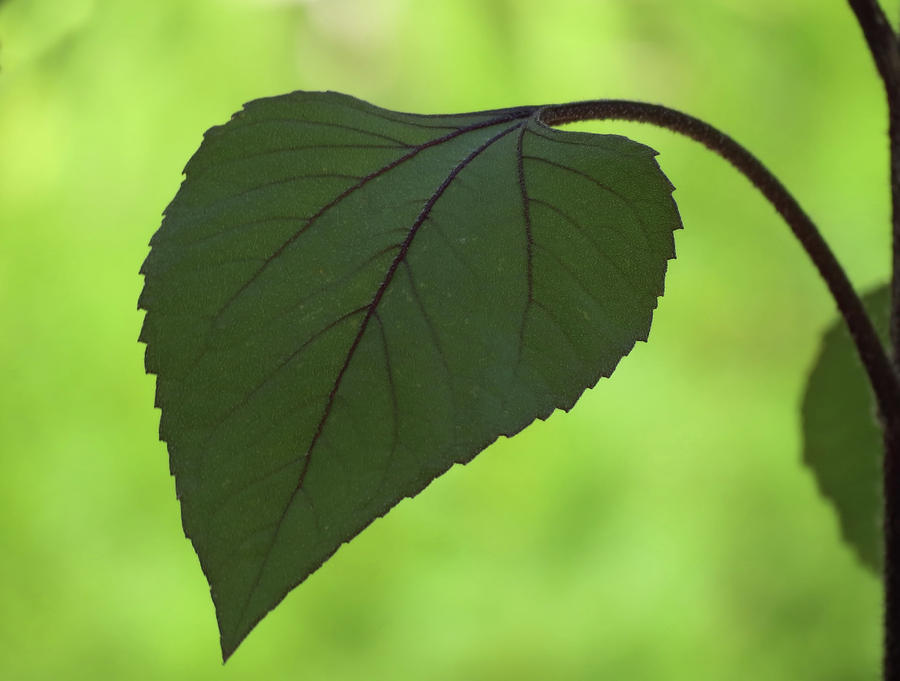 A Leaf Photograph by MTBobbins Photography
