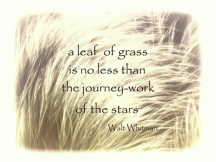 A Leaf Of Grass Walt Whitman Quote Photograph by Ann Powell