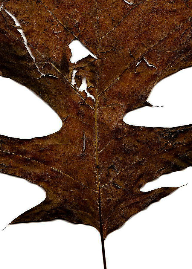 Nature Photograph - A Leaf by Paul  Simpson