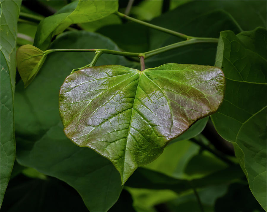 A Leaf Photograph by Robert Ullmann