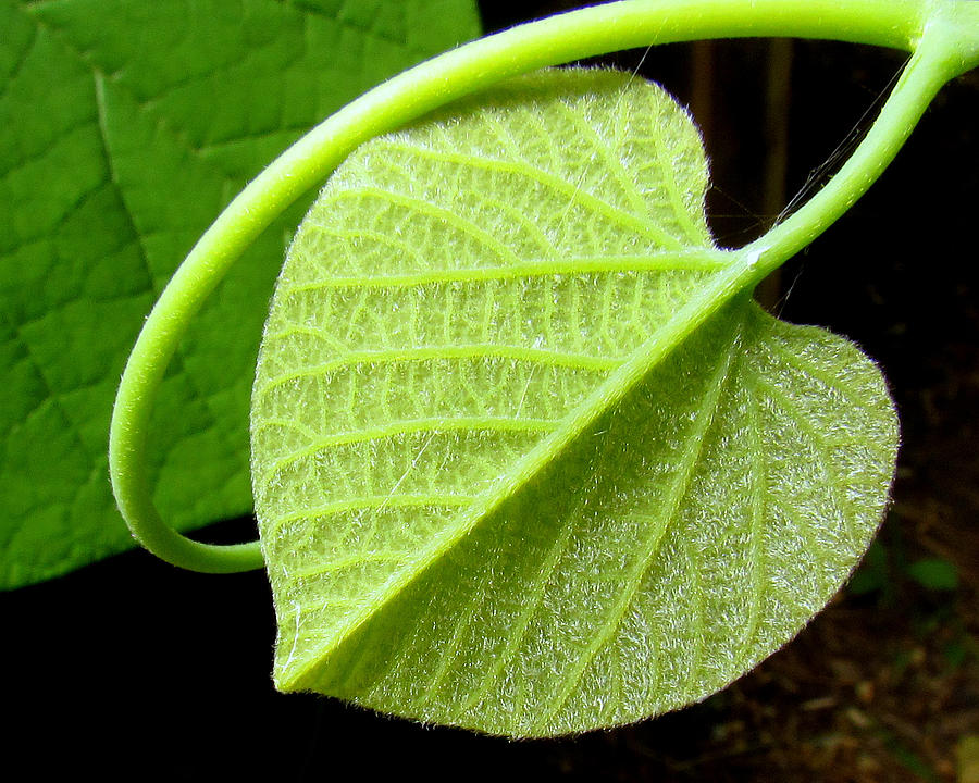 A Leaf With A Heart Photograph by Lori Lafargue