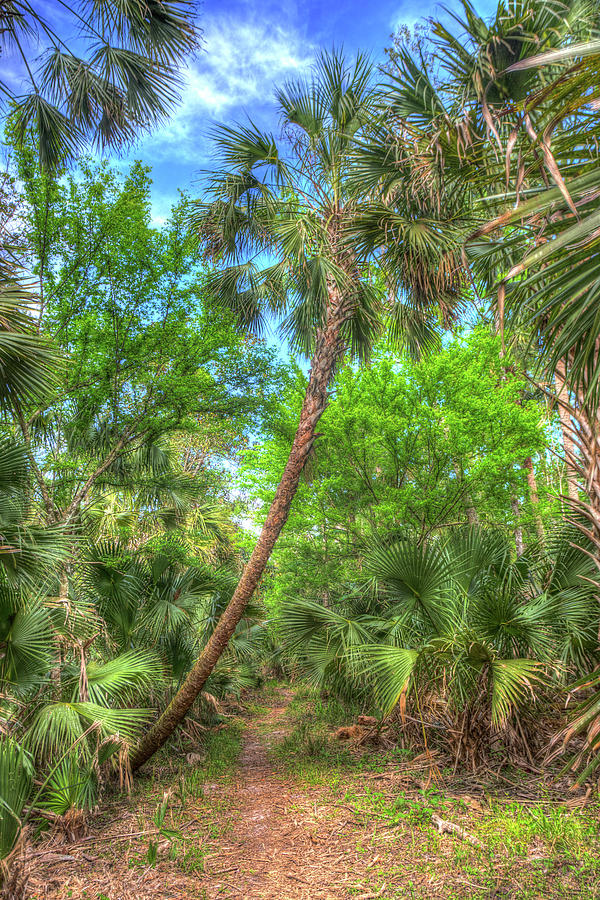 A Leaning Sabal Palmetto Photograph by W Chris Fooshee