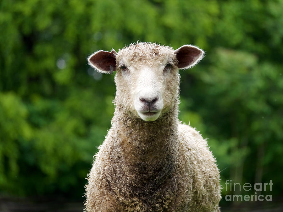 A Leicester Longwool Sheep Photograph by Rachel Morrison