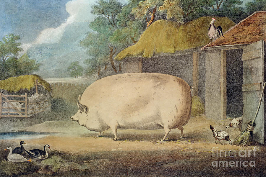 A Leicester Sow by William Henry Davis