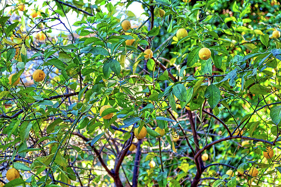 A lemon tree with yellow soft fruits and luminous green leaves Photograph by Gina Koch