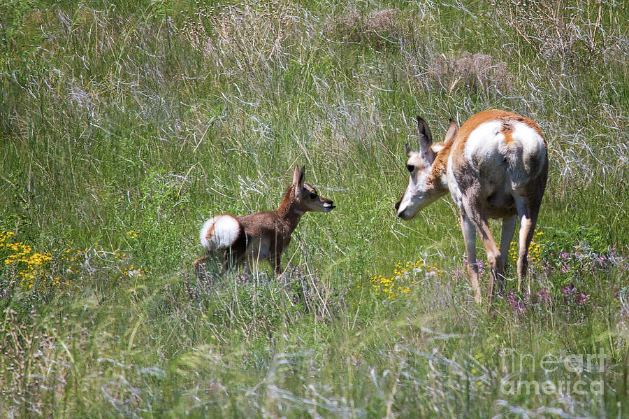 A Lick and a Promise Photograph by Jim Garrison