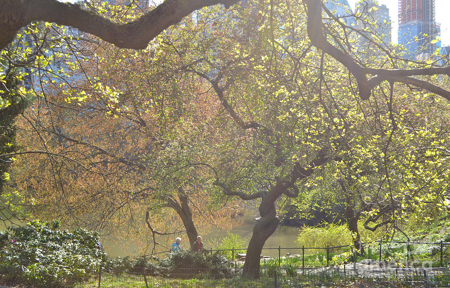 A Light and Airy Place - Central Park in Spring Photograph by Miriam Danar