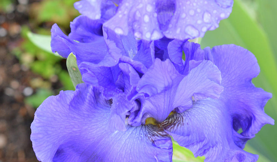 a-light-rain-photograph-by-mhmarkhanlon-fine-art-america