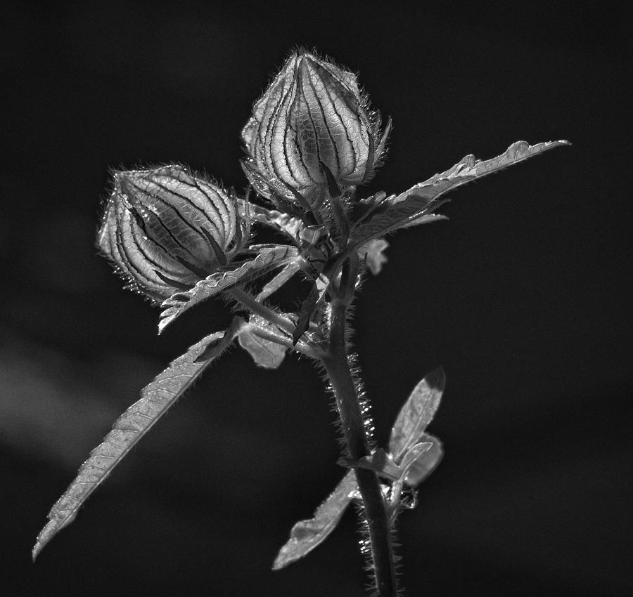 Flower Photograph - A Light Shines Black and White by Robert Ullmann