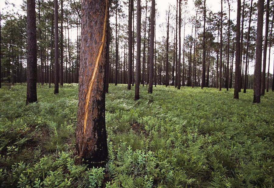 A Lightning Scarred Tree In A Forest Photograph By Taylor S Kennedy 