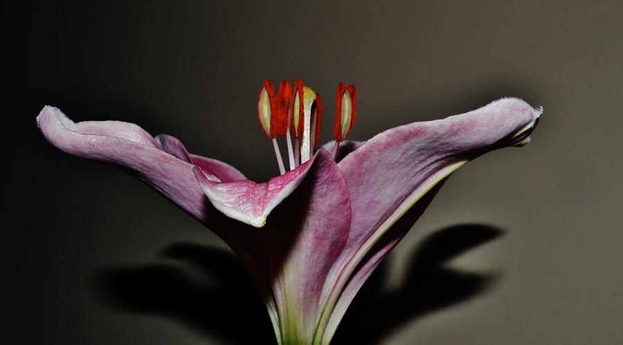 A Lily Photograph by Eileen Brymer
