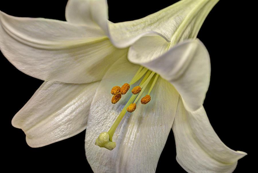 A Lily for Easter Photograph by Deborah Klubertanz