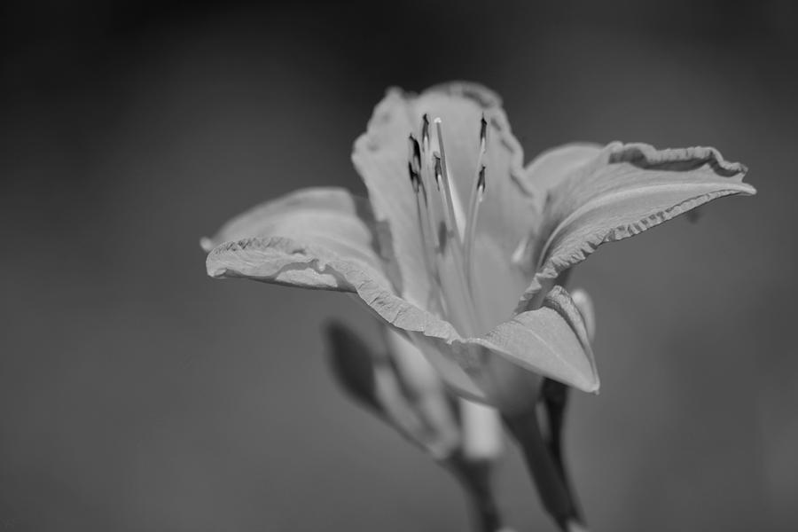 A Lily Photograph