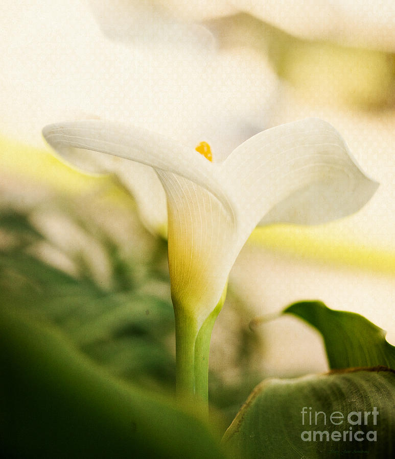 A Lily Soft and Tender Photograph by Mary Jane Armstrong