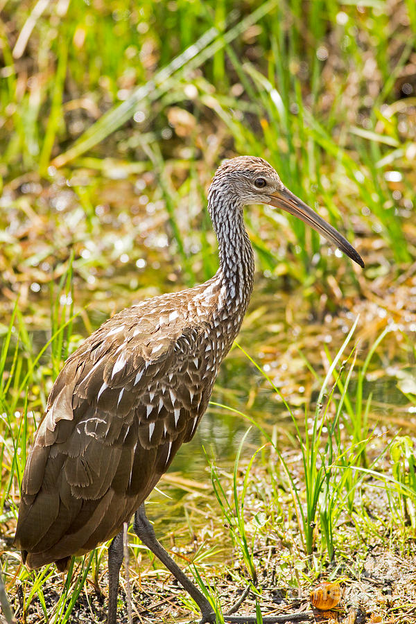 A Limpkin in Florida Photograph by Natural Focal Point Photography ...