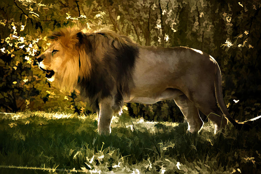 A Lion King Photograph by Elaine Manley