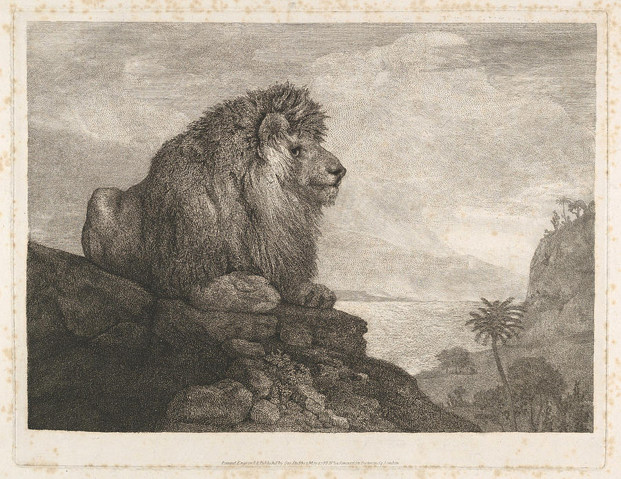 A Lion Resting on a Rock Drawing by George Stubbs