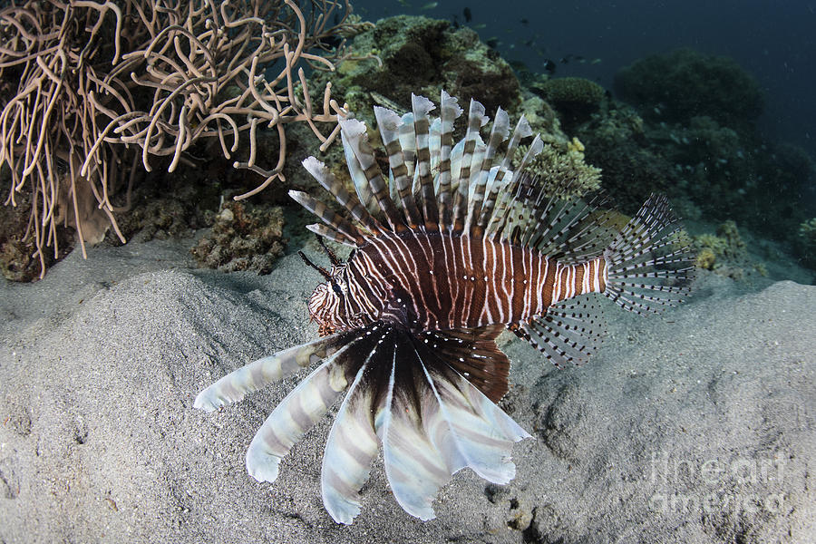 A Lionfish Swims On A Reef In Komodo Photograph by Ethan Daniels