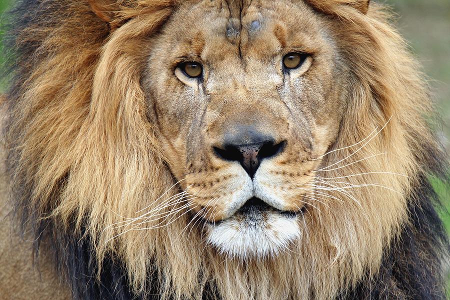 A Lions Portrait Photograph by Christopher Miles Carter - Pixels