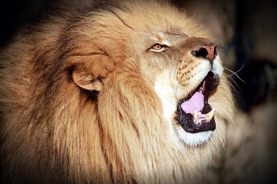 A Lion's Roar Photograph by Christopher Miles Carter