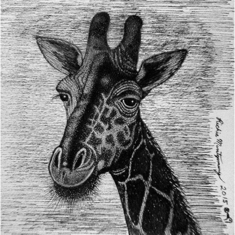 Wildlife Photograph - A Little 3 In. Drawing Of A Long Necked by Richie Montgomery