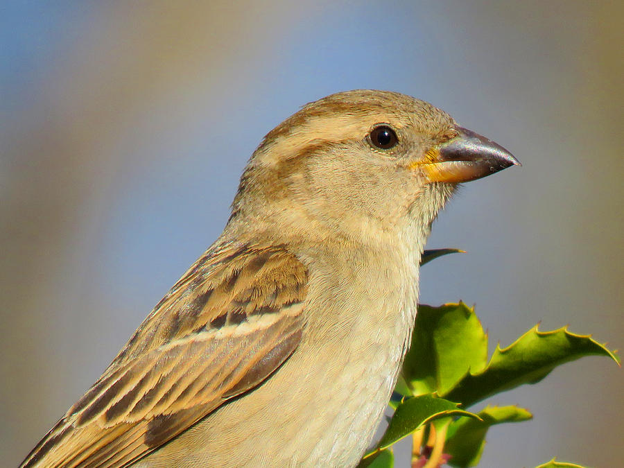 A Little Bird Told Me Photograph by Dianne Cowen Cape Cod Photography