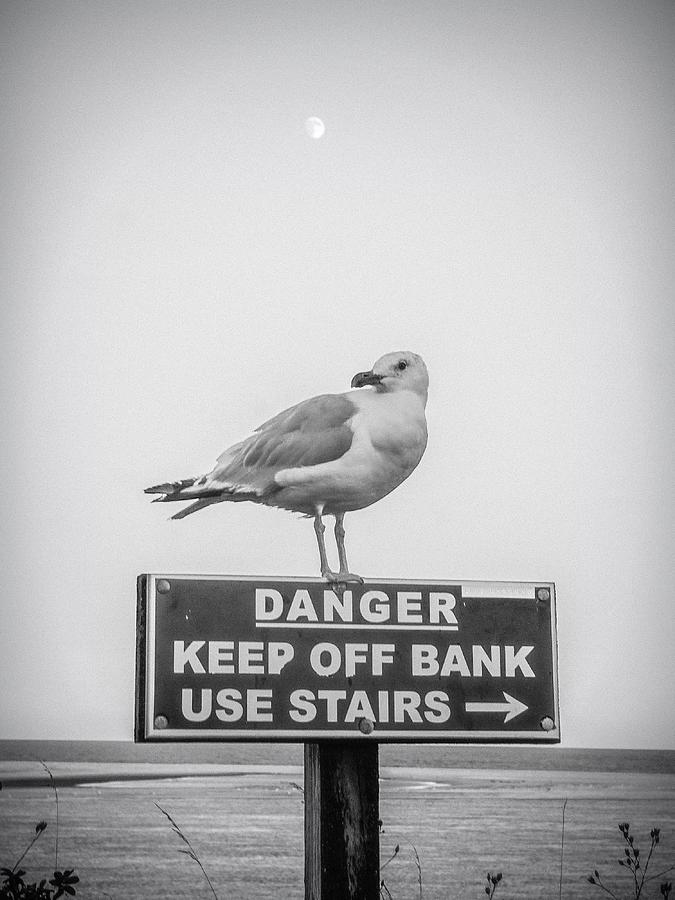 A little bird told me Photograph by Kendall McKernon