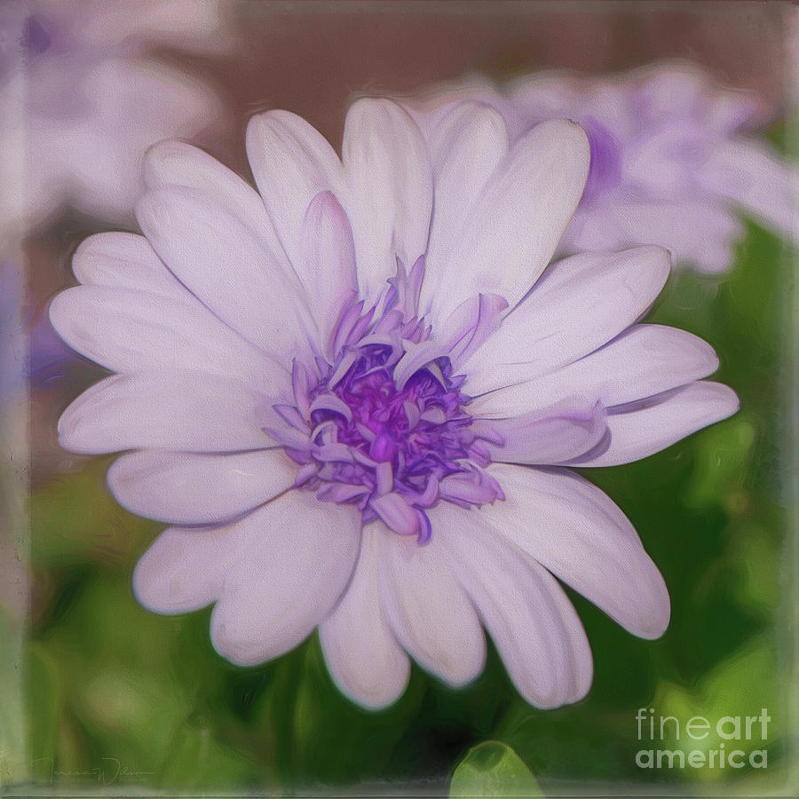 Daisy Photograph - A Little Bit of Lavender - Square by Teresa Wilson