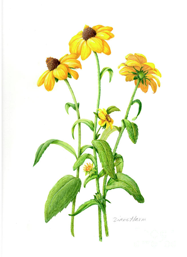 Black-eyed Susan Painting - A Little Bit of Sunshine by Diane Harm Black-eyed Susan Painting - A Little Bit of Sunshine by Diane Harm