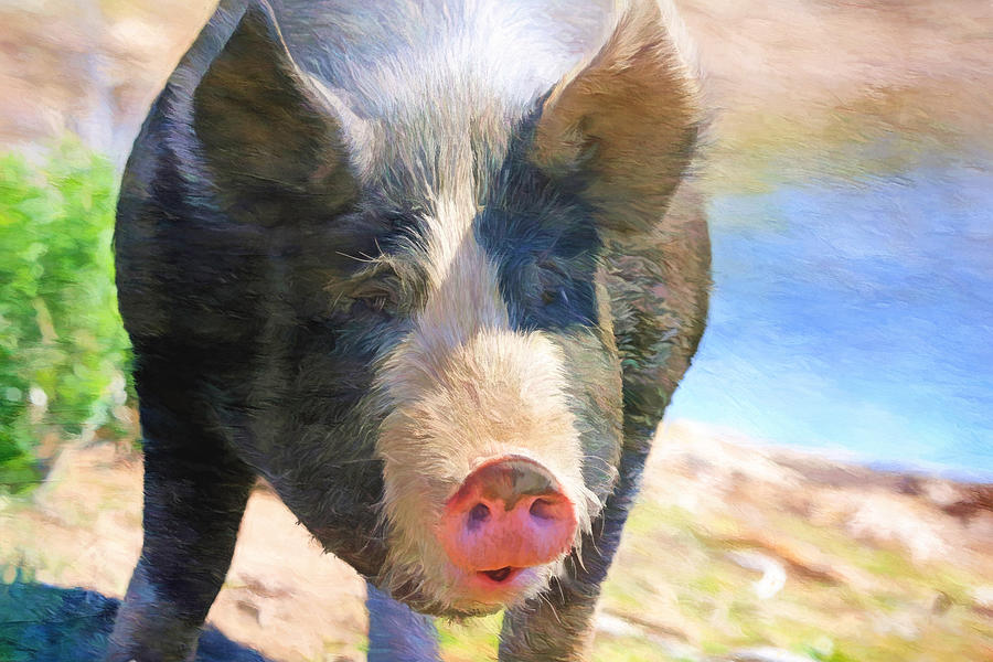 Pig Photograph - A Little Bit Snooty by Donna Kennedy